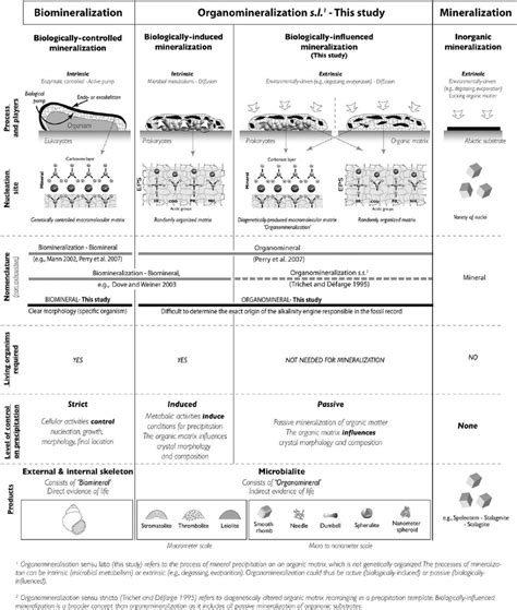 Classi fi cation of mineralization terms and processes showing the ...