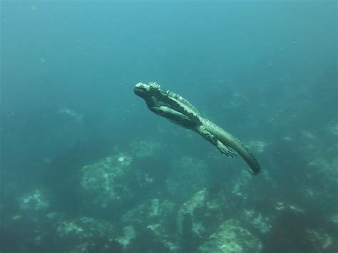 Marine Iguana Galapagos Diving - Free photo on Pixabay - Pixabay