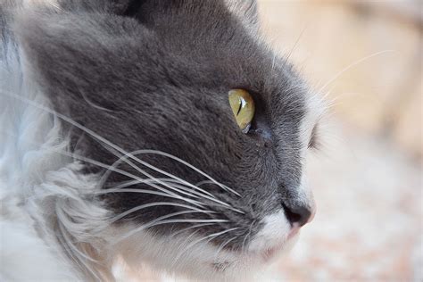 Free stock photo of blur, cat, cat eyes