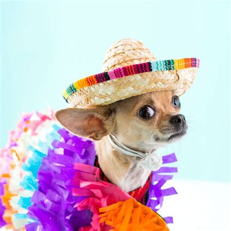 DIY Dog Pinata Costume via Brit + Co | Dog halloween costumes, Diy dog costumes, Dog halloween