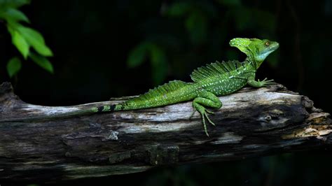 Green lizard HD wallpaper | Wallpaper Flare