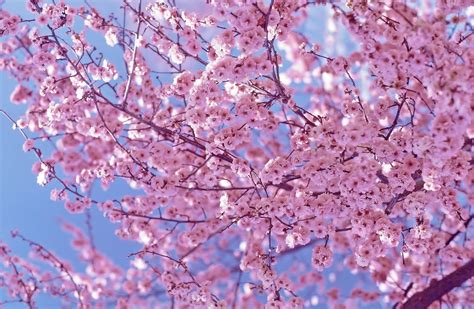 Cherry Blossom, Awesome Cherry Blossom, #17479