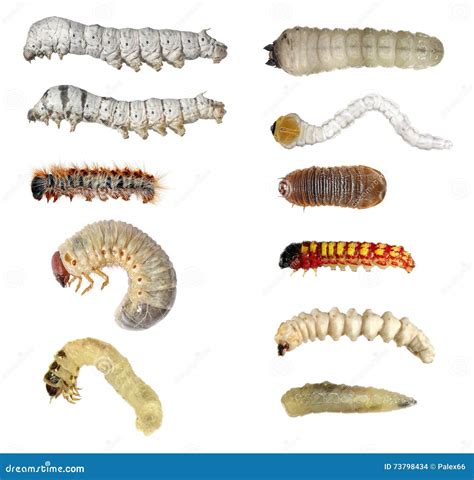 Insect Larvae (caterpillars) Set Stock Photo - Image of host, jewel: 73798434