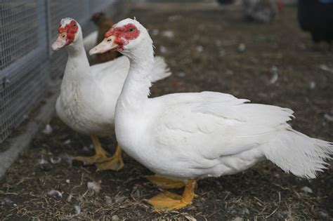 Daisy - Female Muscovy Duck Fowl in QLD - PetRescue