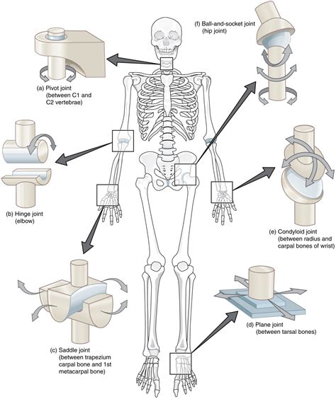 Joints | Anatomy and Physiology