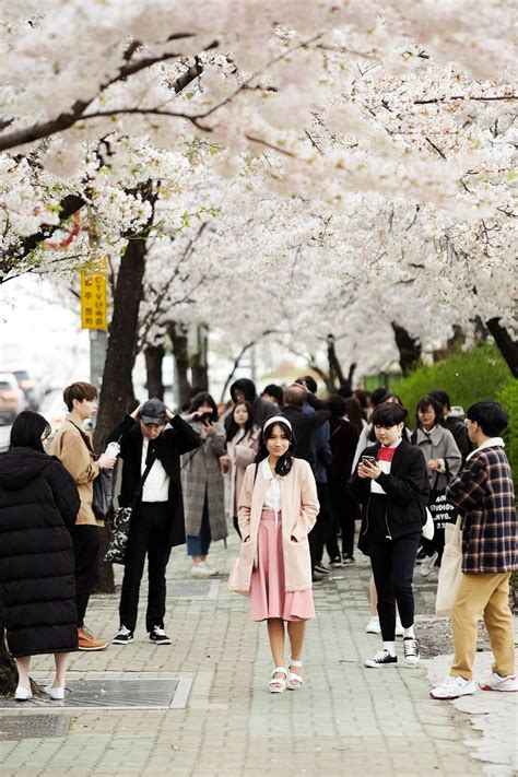 Spring Experience in Korea 🌸 What you'll find out here: ️ What to expect from the spring ...