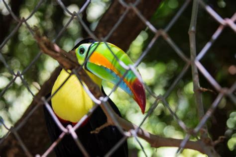 180+ Toucan Cage Stock Photos, Pictures & Royalty-Free Images - iStock