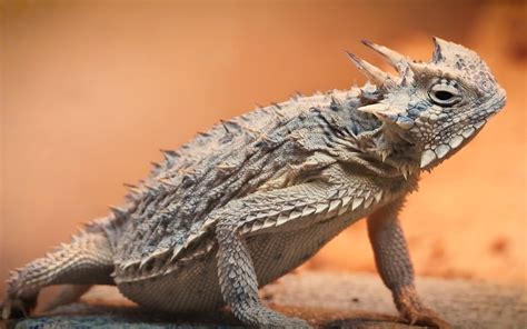 A San Antonio Zoo Program Takes On Texas Horned Lizard Conservation