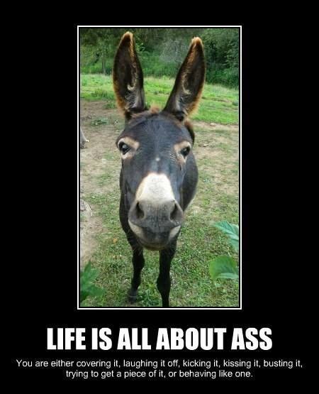 The Best 12 Funny Donkey Memes Clean - quoteqgolf