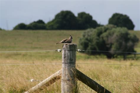 Birds and Wildlife of Saint Helena Island, Queensland, 04/05/12