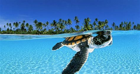 Baby sea turtle photo on Sunsurfer | Baby sea turtles, Baby sea turtle, Baby turtles