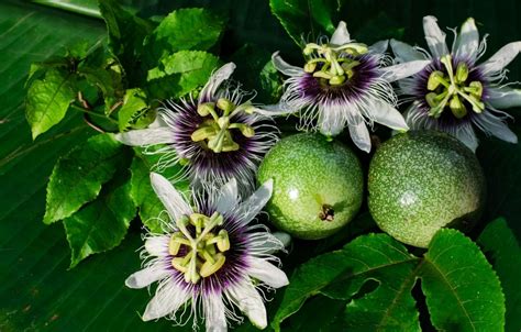 How To Eat Raw Passion Fruit - Recipes.net