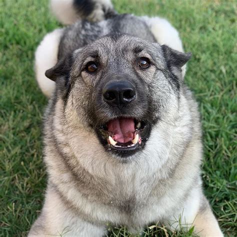 15 Things You Didn’t Know About the Norwegian Elkhound | PetPress ...