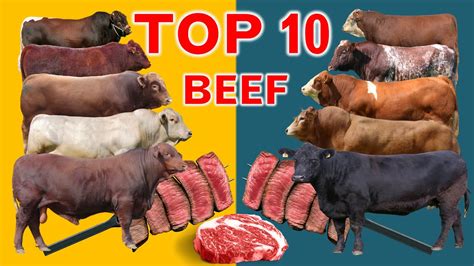 Beef Cow Breeds