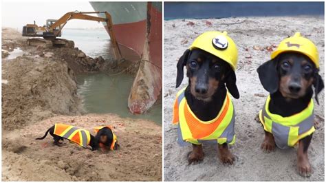 Two Determined Dachshunds Dig Out the Giant Container Ship That Was ...