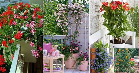 18 Best Vines and Climbers for Balcony and Patio