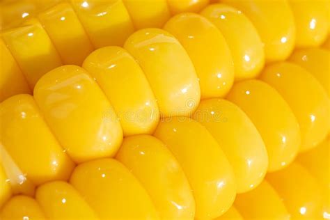 Corn Kernels on the Cob Close-up. Stock Photo - Image of antibacterial, detail: 177037978