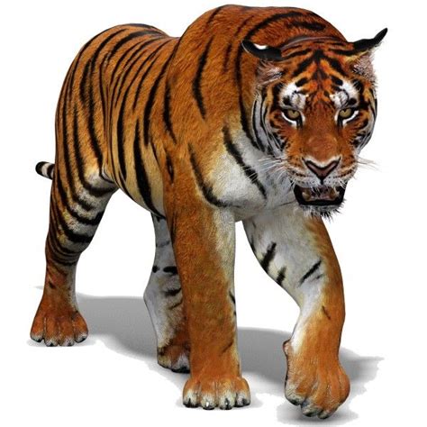 Animated Tiger 3D Model Fur | Большие кошки, Пантера, Животные