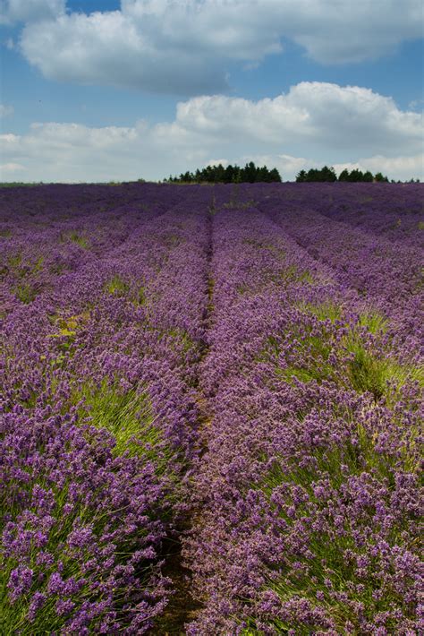 Cotswold Lavender Fields | Cotswold Lavender Fields | Flickr