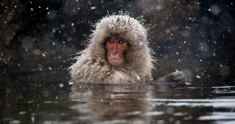 The Only Monkeys That Soak in Hot Springs to Lower Their Stress: Japan ...