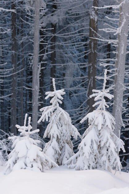 Premium Photo | Fabulous fir in winter forest