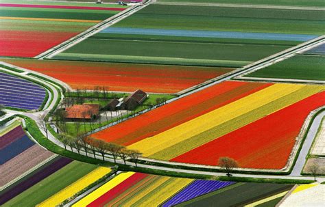 Tulip Fields in Amsterdam, Holland ~ ARHGUZ