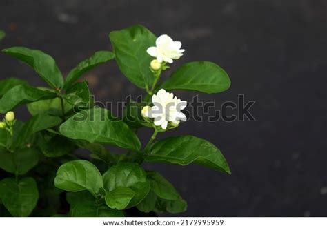 272 Mogra Flowers Isolated Stock Photos, Images & Photography ...