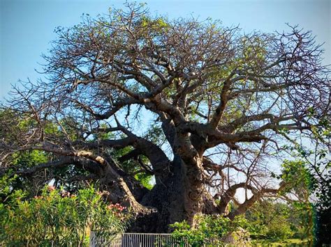 400-yr-old Hathyan tree closed to public; activists demand free access