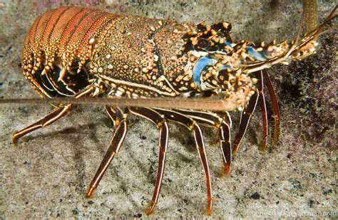 Spiny Lobster Facts | Anatomy, Diet, Habitat, Behavior