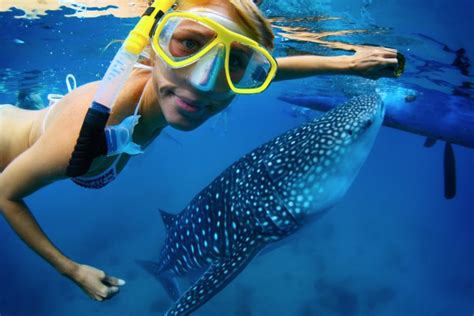 From Cabo: Snorkel With Whale Sharks In La Paz