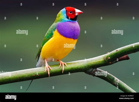 Wild Birds Wallpaper