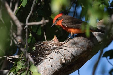 Vermilion Flycatcher - Facts, Diet, Habitat & Pictures on Animalia.bio