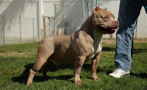 American Bully Dog Breed - Amazing Facts You Must Know!