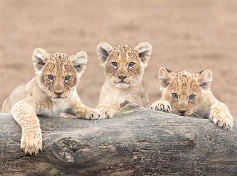 Seven African lion cubs born at West Midland Safari Park | Express & Star