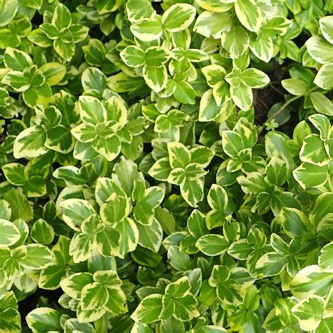 Euonymus 'Canadale Gold' (2L pot) - Ardcarne Garden Centre | Roscommon & Boyle