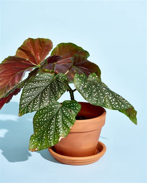 Begonia Plant Care - How to Grow & Maintain Begonia Plants | Apartment Therapy