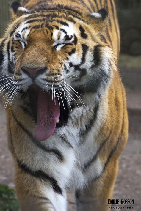 Yawning Tiger by ROSSON / 500px