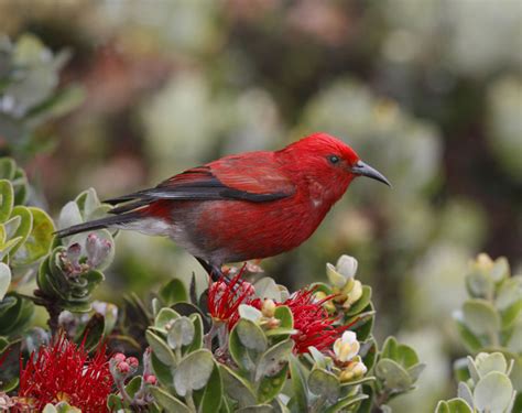 Native Hawaiian Forest Birds of Hawai'i Volcanoes National Park (U.S ...