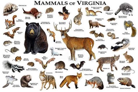 Mammals of Virginia Poster Print / Virginia Mammals Field Guide ...