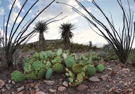 Chihuahuan Desert