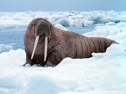 Pinniped - Wikipedia