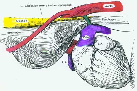 Vet med, Cardiology, Veterinary