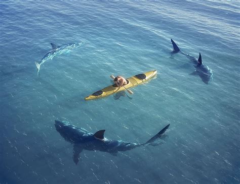 How Many People Are Killed By Sharks Every Year? - WorldAtlas