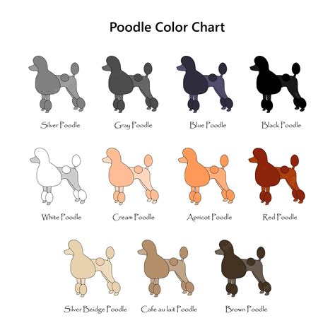 Premium Vector | Set of dogs Poodle color chart Diifferent coat colors variety