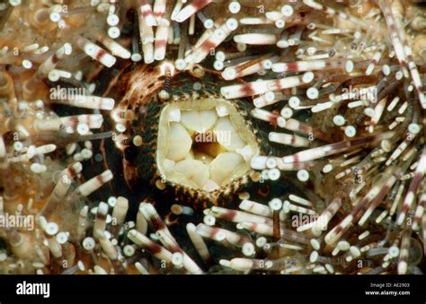 Close up sea urchin mouth hi-res stock photography and images - Alamy