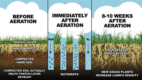 How-to Guide on Lawn Aeration and its Benefits | Green Bee Lawn Care