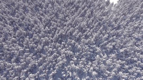 Aerial view low flight over snowy spruce forest in winter. Aerial shot ...