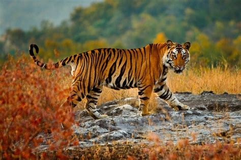 Bengal tiger, Bandhavgarh National Park, Madhya Pradesh, India - Art Wolfe