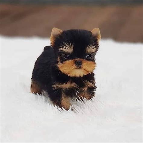 Teacup Yorkie Puppies For Sale - Long Street