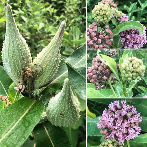 Monarch Butterfly Milkweed Asclepias syriaca fragrant blooms attract ...